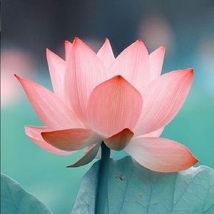 Meet your Posher, Abbie